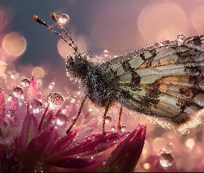 Owad, Grafika AI, Krople, Kwiat, Motyl