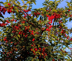 Lato, Wiśnie, Drzewo owocowe, Owoce