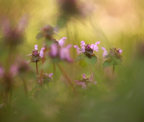 Kwiaty, Trawa, Jasnota purpurowa