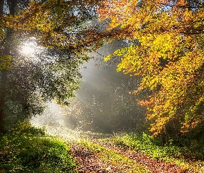 Drzewa, Przebijające światło, Liście, Ścieżka, Las