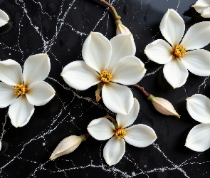Kwiaty, Tło, Czarne, Magnolia, Białe