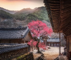 Kwitnące, Korea Południowa, Hrabstwo Gurye, Drzewo, Świątynia Buddyjska Hwaeomsa