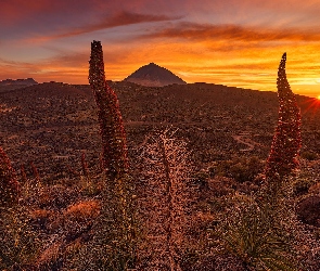 Góry, Żmijowce rubinowe, Park Narodowy Teide, Kwiaty, Teneryfa, Góra Teide, Hiszpania, Wschód słońca