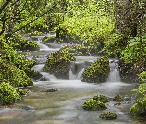 Strumień, Kamienie, Las, Drzewa