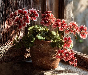 Donica, Okno, Czerwone, Grafika AI, Okiennica, Pelargonie, Kwiaty