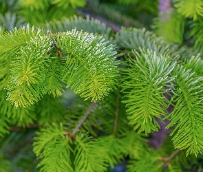Gałązki, Jodła, Zielone