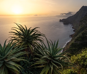 Aloes, Góry, Madera, Wschód słońca, Wybrzeże, Portugalia, Morze
