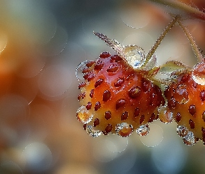 Truskawki, Grafika AI, Krople, Pestki, Dwie