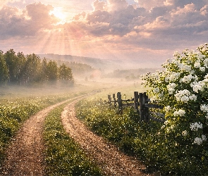 Promienie słońca, Mgła, Ogrodzenie, Krzew, Ścieżka, Łąką