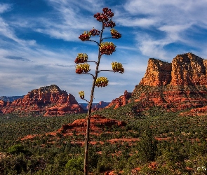 Drzewo, Roślinność, Arizona, Stany Zjednoczone, Sedona, Skały