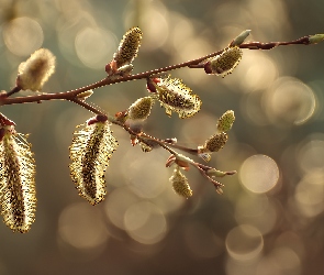 Bazie, Grafika AI, Bokeh, Gałązka, Wierzba