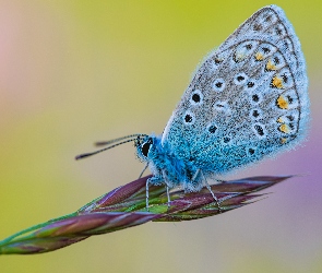 Roślina, Modraszek ikar, Owad, Motyl