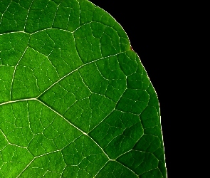 Zielonego, Liścia, Fragment