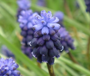 Muscari neglectum