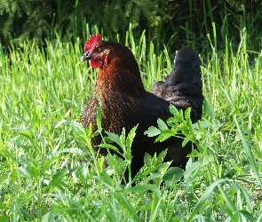 Kura, Trawa