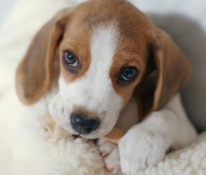 Kość, Pyszczek, Szczeniak, Beagle