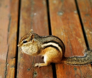 Deski, Chipmunk