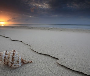 Plaża, Muszla