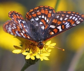 Motyl, Kwiatki, Żółte, Przeplatka maturna