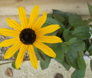 Rudbeckia fulgida, Rudbekia błyskotliwa