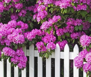 Rododendron, Płot, Fioletowy