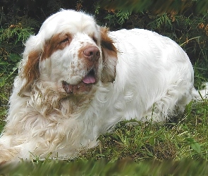 dorosły, trawa, Clumber spaniel