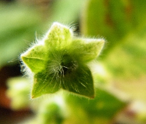 Kohleria, Zielona