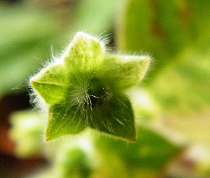 Zielona, Kohleria