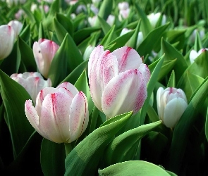 Białoróżowe, Tulipany