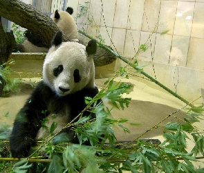 Zoologiczny, Ogród, Miś, Panda