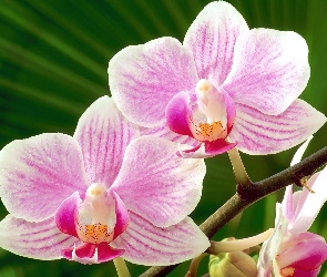Różowe, Orchidee