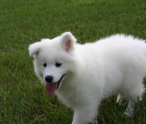 Samojed, trawa