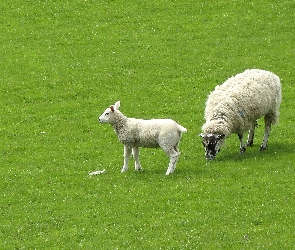 Zielona, Łąka, Owieczki