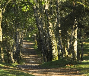Ścieżka, Drzewa, Las