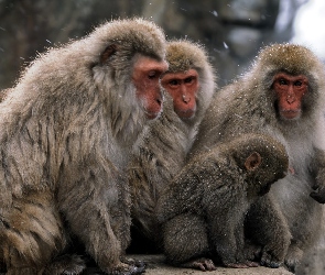 makak, japoński, Małpy