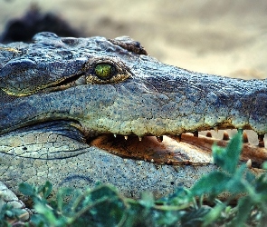 Krokodyla, Szczęka