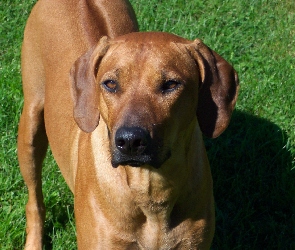 Rhodesian ridgeback