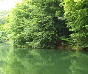 Drzewa, Woda, Jezioro Szmaragdowe