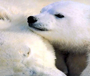 Niedźwiedź, Matka, Polarny