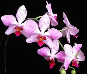Liliowo, Orchidea, Biała