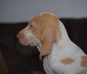 Wyżła włoskiego krótkowłosego, Bracco italiano, głowa