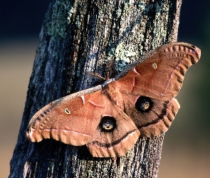 Motyl