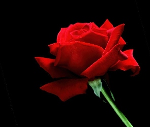 Czerwona Róża