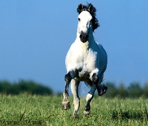 Biały Koń