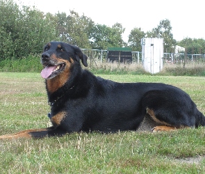 Beauceron