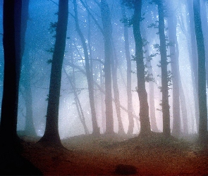 Las, Mgła, Drzewa, Smukłe