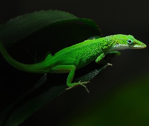 Jaszczurka, Anolis, Zielona