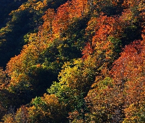 Kolorowych, Drzew, Wierzchołki