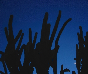 Noc, Kaktusy