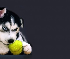 Alaskan Malamute, Grafika